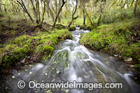 Cascade Gondwana Rainforest Photo - Gary Bell