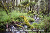 Cascade Gondwana Rainforest Photo - Gary Bell
