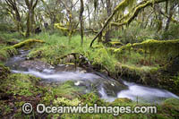 Cascade Gondwana Rainforest Photo - Gary Bell