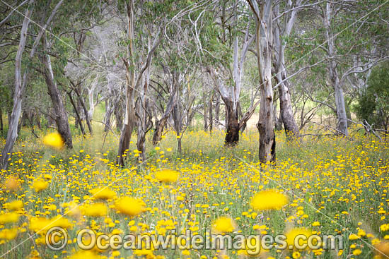 Everlasting Paper Daisies photo Everlasting Paper Daisies photo