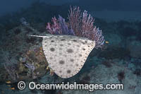 Japanese Butterfly Ray Photo - Andy Murch