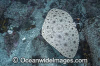 Japanese Butterfly Ray Photo - Andy Murch