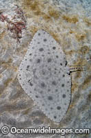 Japanese Butterfly Ray Photo - Andy Murch