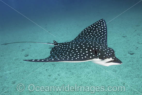 Pacific Eagle Ray photo Pacific Eagle Ray photo