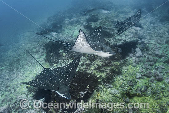 Pacific Eagle Ray photo