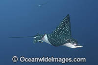 Spotted Eagle Ray Photo - Andy Murch