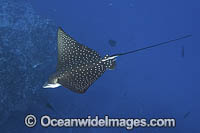 Spotted Eagle Ray Photo - Andy Murch