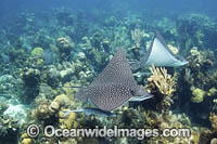 Whitespotted Eagle Ray Photo - Andy Murch