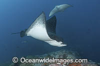 Spotted Eagle Ray Photo - Andy Murch