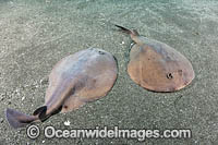 Japanese Sleeper Ray Photo - Andy Murch