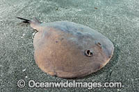 Japanese Sleeper Ray Photo - Andy Murch
