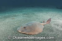 Japanese Sleeper Ray Photo - Andy Murch