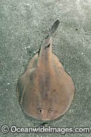 Japanese Sleeper Ray Photo - Andy Murch