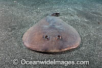Japanese Sleeper Ray Photo - Andy Murch