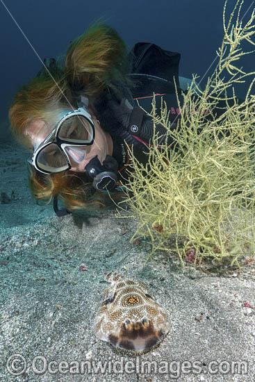 Bullseye Electric Ray photo Bullseye Electric Ray photo