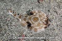 Bullseye Electric Ray Photo - Andy Murch