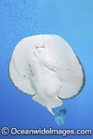 Pacific Torpedo Ray Photo - Andy Murch