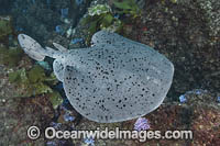 Pacific Torpedo Ray Photo - Andy Murch