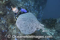 Pacific Torpedo Ray Photo - Andy Murch