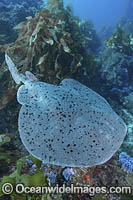 Pacific Torpedo Ray Photo - Andy Murch