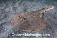 Yellowspotted Fanray Photo - Andy Murch