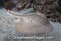 Yellowspotted Fanray Photo - Andy Murch