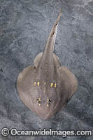 Yellowspotted Fanray Photo - Andy Murch