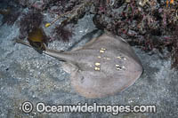 Yellowspotted Fanray Photo - Andy Murch