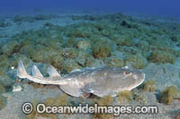 Cortez Electric Ray Photo - Andy Murch