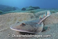 Cortez Electric Ray Photo - Andy Murch