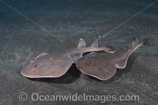 Cortez Electric Ray photo