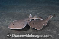 Cortez Electric Ray Photo - Andy Murch