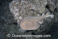 Cortez Electric Ray Photo - Andy Murch