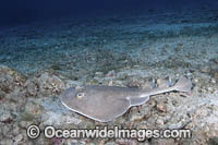 Cortez Electric Ray Photo - Andy Murch