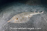 Bottlenose Guitarfish Photo - Andy Murch