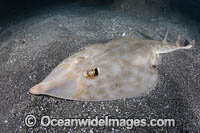 Bottlenose Guitarfish Photo - Andy Murch