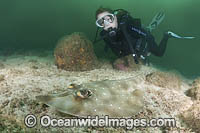 Gorgona Guitarfish Photo - Andy Murch