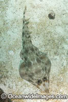 Gorgona Guitarfish Photo - Andy Murch