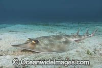 Gorgona Guitarfish Photo - Andy Murch