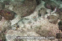 Gorgona Guitarfish Photo - Andy Murch