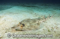 Gorgona Guitarfish Photo - Andy Murch