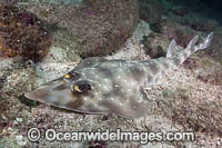 Gorgona Guitarfish Photo - Andy Murch