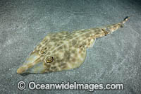 Bottlenose Guitarfish Photo - Andy Murch