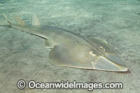 Halavi Guitarfish Photo - Andy Murch