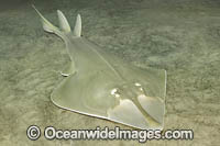 Halavi Guitarfish Photo - Andy Murch