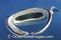 Caribbean Manta Ray Photo - Andy Murch