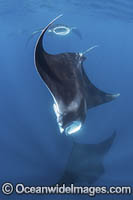 Caribbean Manta Ray Photo - Andy Murch