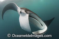 Caribbean Manta Ray Photo - Andy Murch