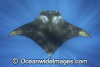 Caribbean Manta Ray Photo - Andy Murch