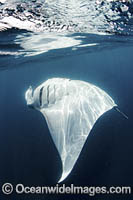 Caribbean Manta Ray Photo - Andy Murch